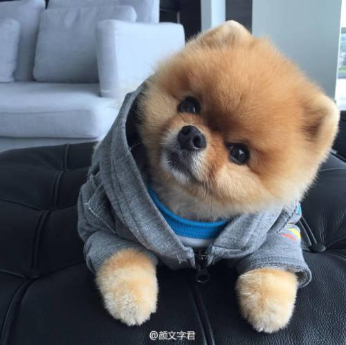 娱乐吃瓜酱抚慰犬